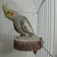 عروس هلندی نر