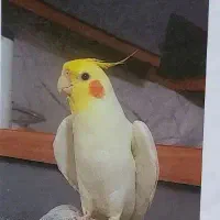 عروس هلندی گم شده
