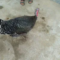 فروش بوقلمون وتخم بوقلمون