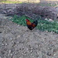 خروس زیبا
