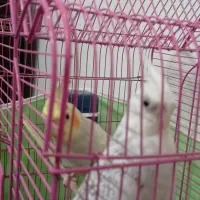 عروس هلندی ماده|پرنده|محمدیه-قزوین, |دیوار