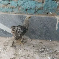 برهما درجه یک