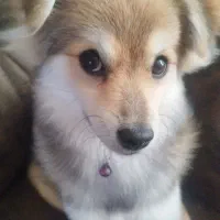 فروش سگ آپارتمانی نژاد اشپیز