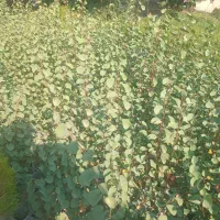 درخت ارغوان|گل و گیاه طبیعی|کرج, اتمسفر|دیوار