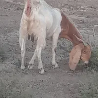 بز سقلوزا و دوقلو زا آبستن سنگین