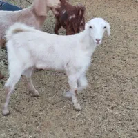 سه عدد کولار بزغاله پاکستانی اصل تکه خورده|حیوانات مزرعه|ملکآباد, |دیوار