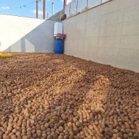 فروش گردوی کهمان لرستان