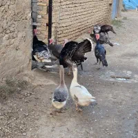 بوقلمون سنگین|حیوانات مزرعه|سرخنکلاته, |دیوار