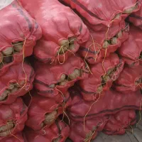 سیب‌زمینی همدان قیمت مناسب