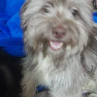 سگ شیتزو|سگ|بندر ماهشهر, |دیوار