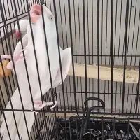 طوطی ملنگو سفید