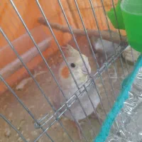 فروس عروس هلندی