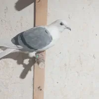 المانی ماده