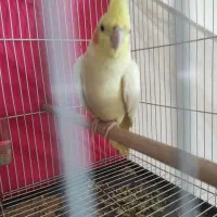 جفت‌عروس‌هلندی‌لوتینو