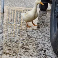 حیوان خانگی|پرنده|فیروزآباد (فارس), |دیوار