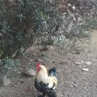 خروس امپراطور