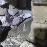 معاوضه فقط با سرور|پرنده|جعفرآباد, |دیوار