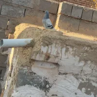 سه تا ترکیه ماده خاس بازی دار وصدادار|پرنده|کشاورز, |دیوار