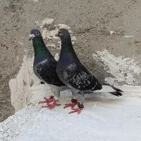 پلاکی