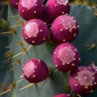 میوه کاکتوس اپونتیا|خوردنی و آشامیدنی|قم, حاج زینل|دیوار