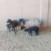 میش بره دار