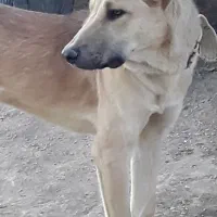 سگ سرابی|سگ|بروجرد, |دیوار