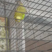 مرغ عشق|پرنده|گتوند, |دیوار