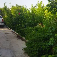 فروش باغ ویلا 1000 متری در تهراندشت|فروش خانه و ویلا|هشتگرد, تهران دشت|دیوار