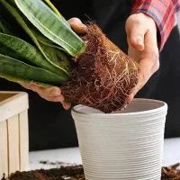 تعویض خاک گلدان در منزل