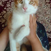 دو تا گربه نر و ماده بازی گوش