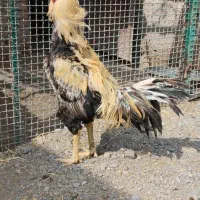 خروس لاری اصیل