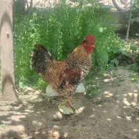 خروس کاکلی