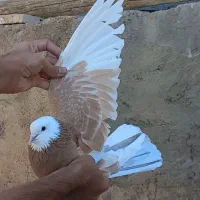 نروماده شازده زردطلا