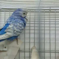 پرنده|پرنده|تهران, بوستان چیتگر|دیوار