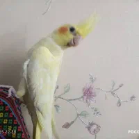 عروس هلندی زیبا و صاف و کشیده