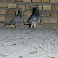 طوقی رنگی، سرور، ریش|پرنده|یزد, |دیوار