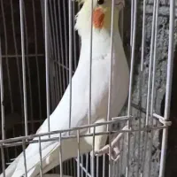 عروس هلندی لوتینو نر سخنگو