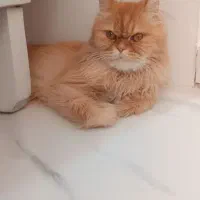 ماده فقط جفت گیری