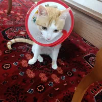 این گربه میخوام واگزارش کنم