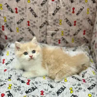 بریتیش گلد نر دو ماه و نیمه