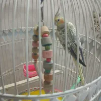 عروس هلندی گل باقالی