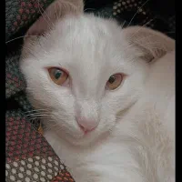 گربه dshسفید|گربه|محمدشهر, محمدشهر|دیوار