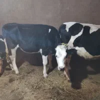 فروش تلیسه سیمنتال|حیوانات مزرعه|سراب, |دیوار