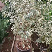 گل و گیاه آپارتمانی|گل و گیاه طبیعی|شیرود, |دیوار