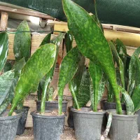 گل سانسوریا راکتی