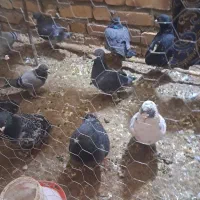 سلام دوستان ۲۰ عدد کبوتر به فروش میرسد