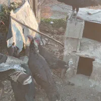 دوعددبوقلمون|حیوانات مزرعه|مشگین شهر, |دیوار