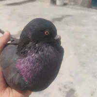 کبوتر بوشهری سیاه