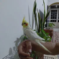 عروس هلندی