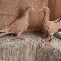 کبوتر زرد به شرط